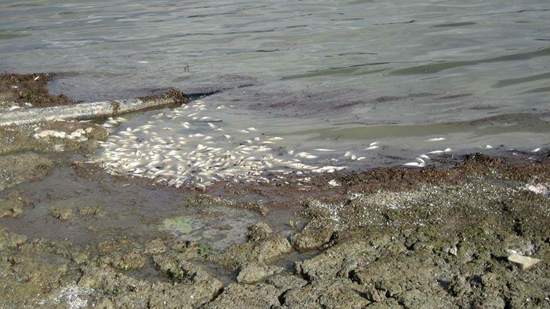 نفوق أسماك بخليج قابس : وزارة الفلاحة توضح